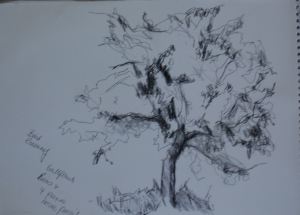 Ex 12 Trees sketches bird cherry