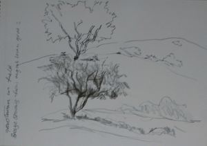 Ex 12 Trees sketches